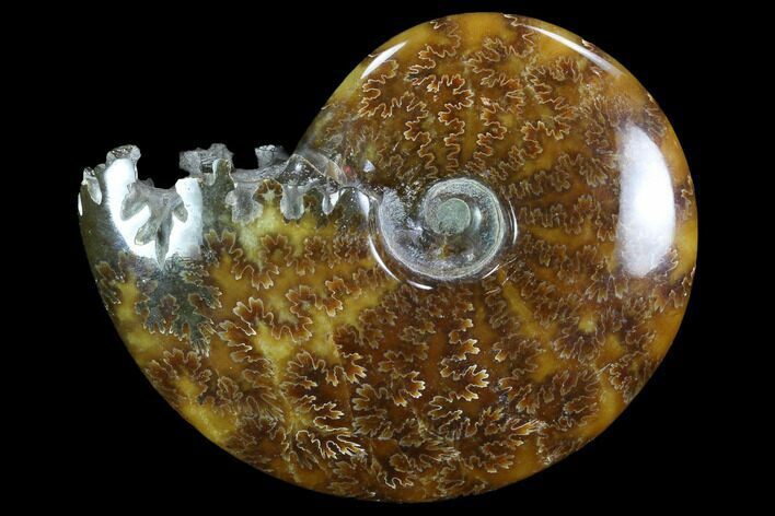 Polished, Agatized Ammonite (Cleoniceras) - Madagascar #97277